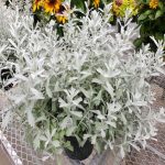 Artemisia GardenGhost
