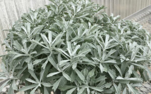 Artemisia-GardenGhost-sm