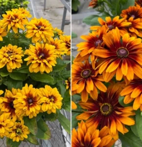 Rudbeckia MiniBeckia